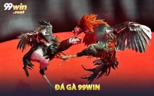 Sảnh Đá Gà 99WIN